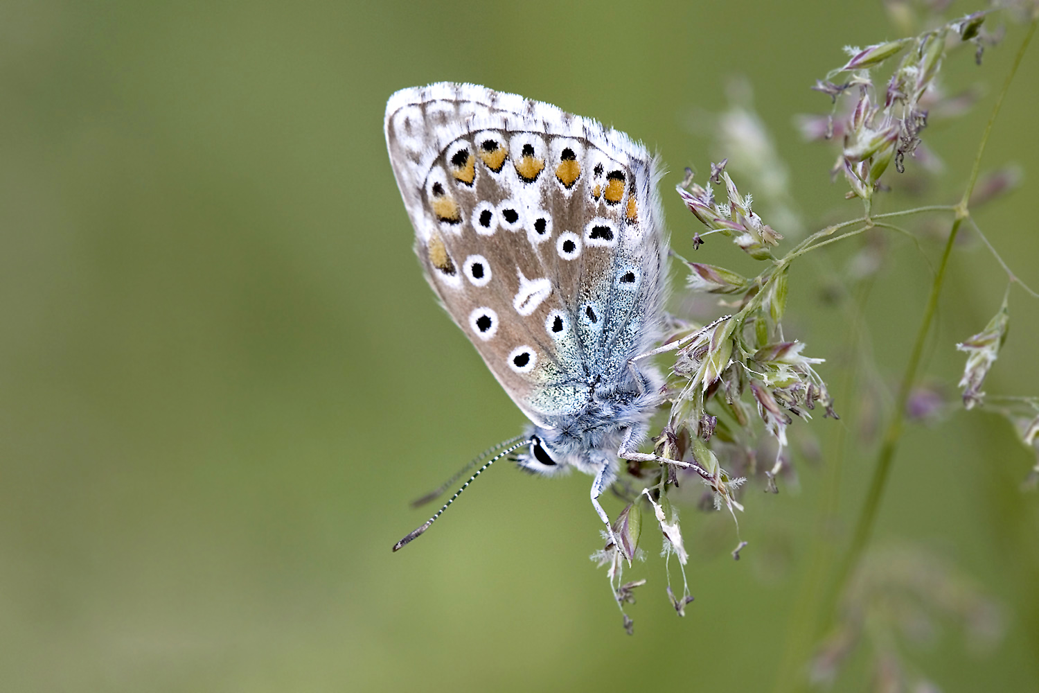 Der Himmelblaue..