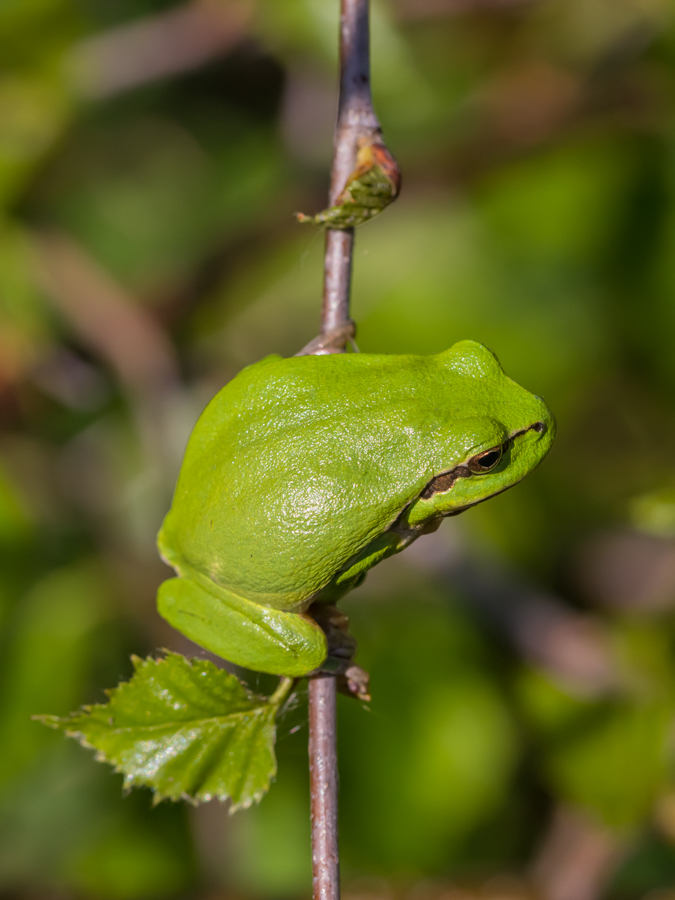 Der Baumfrosch