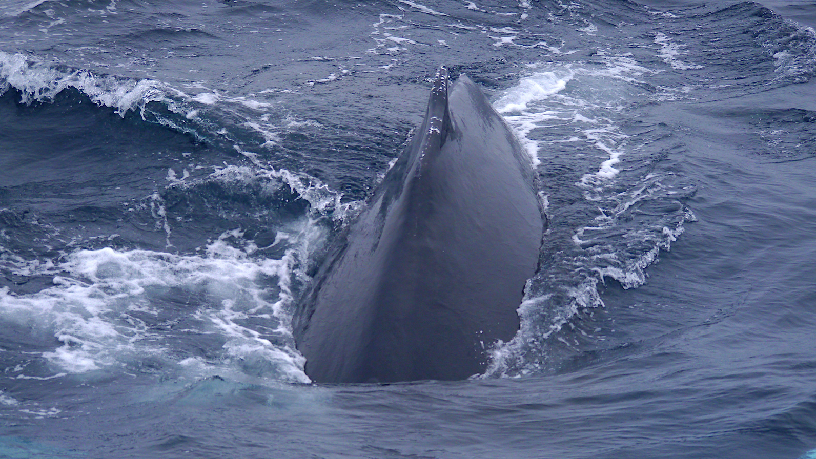 Der "Buckel" eines Buckelwals