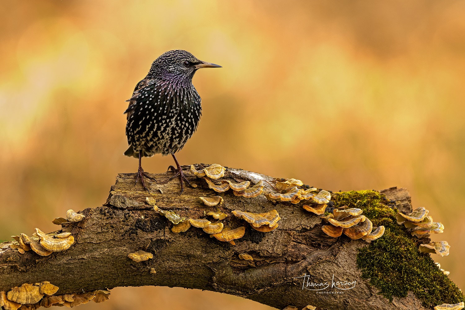 Der Wächter der Pilze