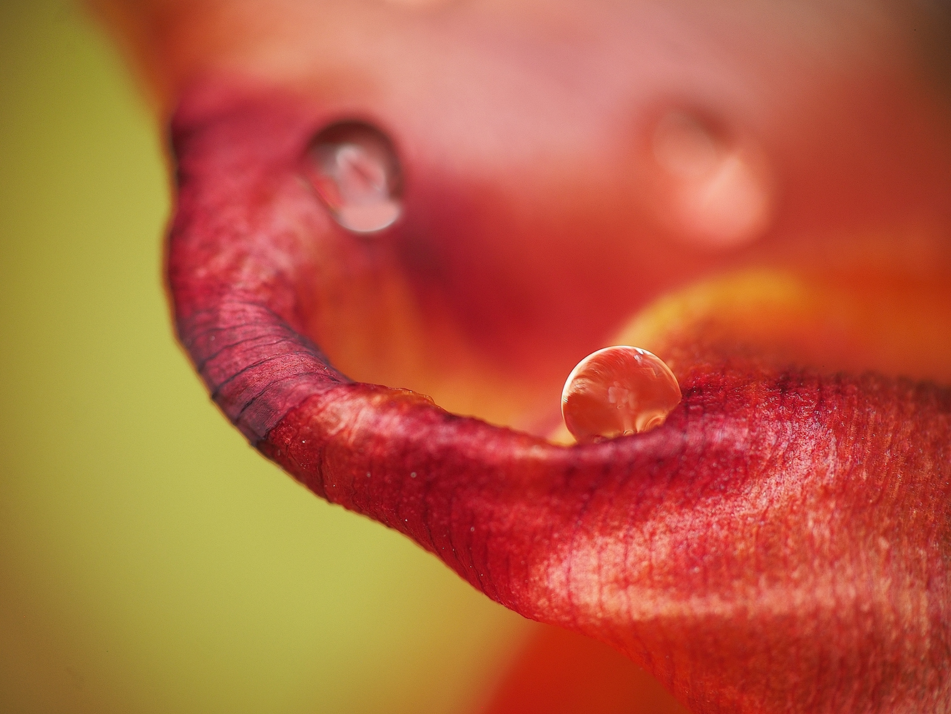 Kugelbahn (wassertropfen auf Tulpenblatt)