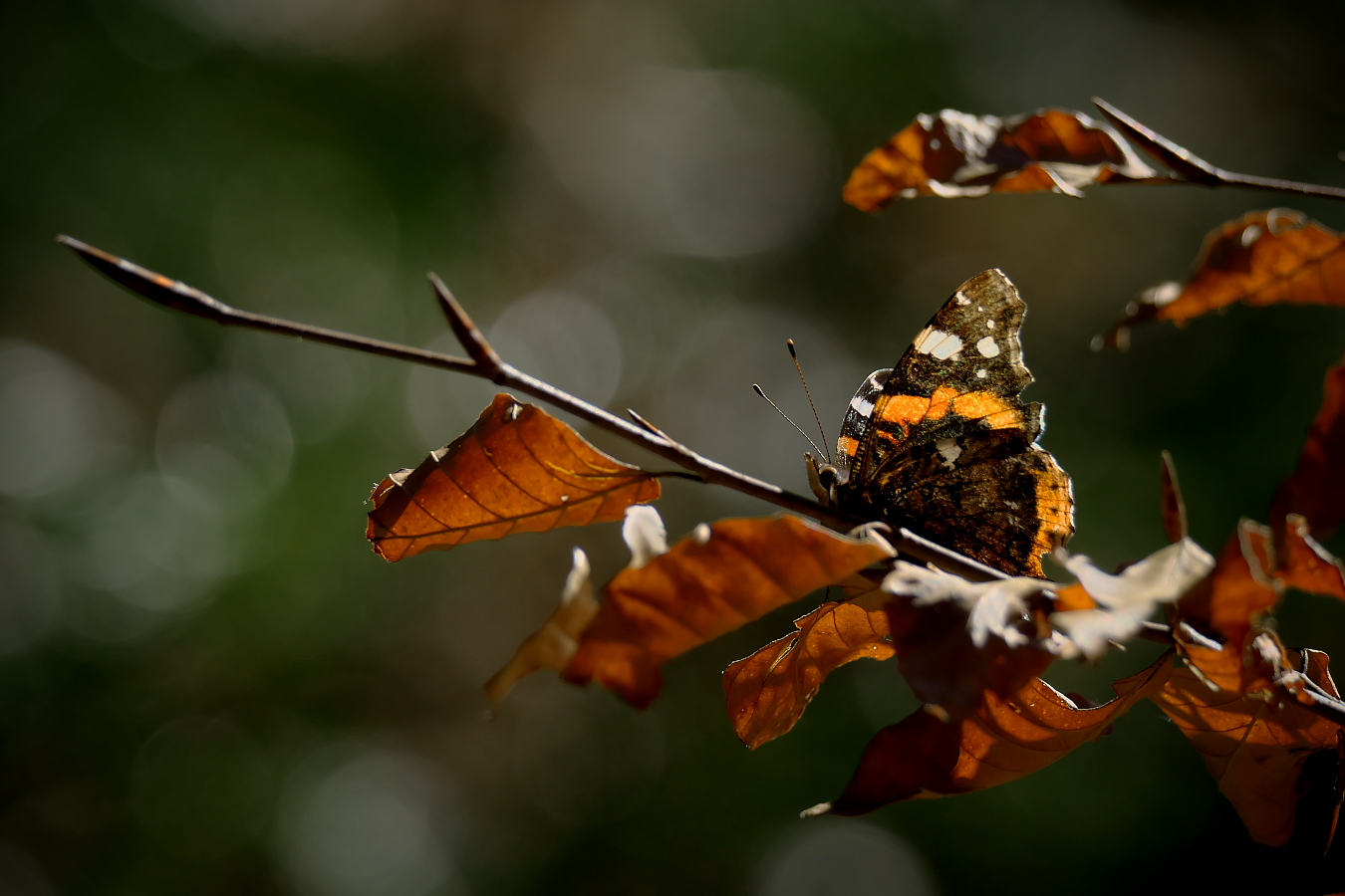 Herbstlicher Frühlingsbote