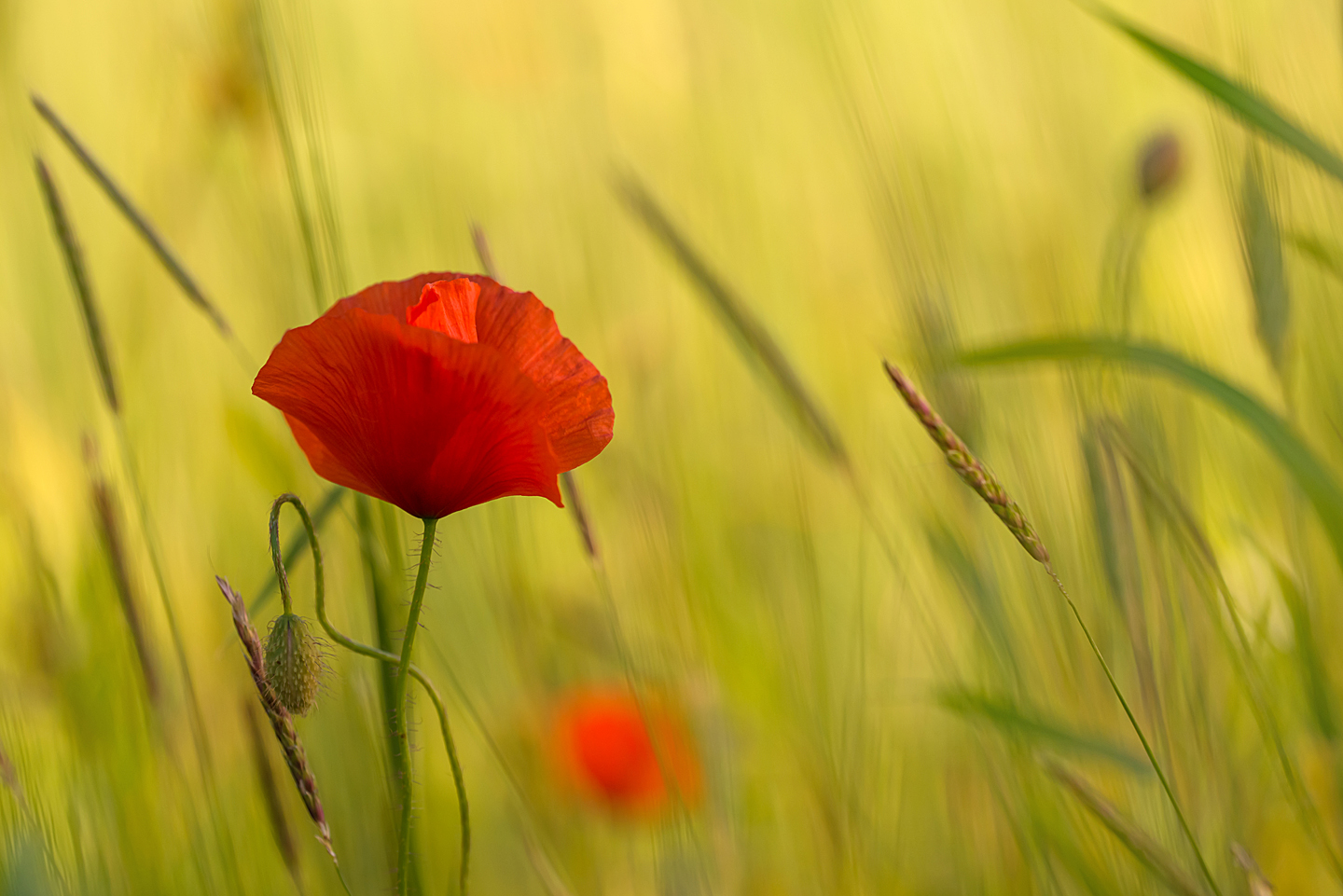 Sommerfarben
