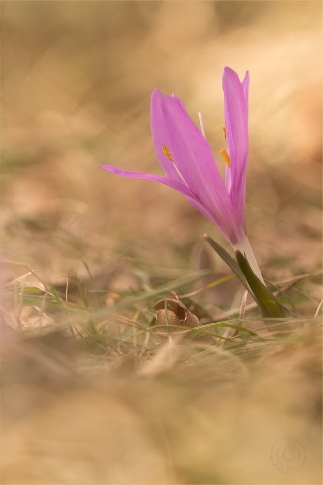 Frühlingslichtblume II (Colchicum bulbocodium)