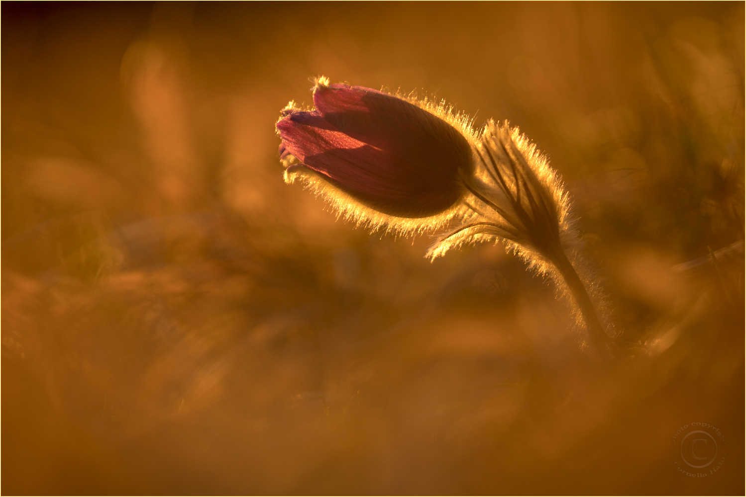 Brand-Küchenschelle (Pulsatilla ustulata)