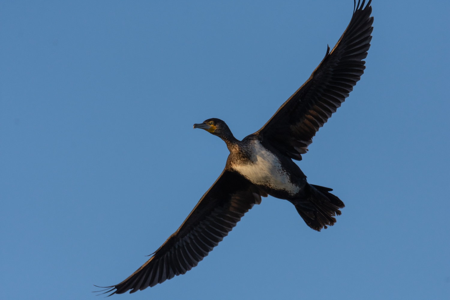 Kormoran (Forum für Naturfotografen)