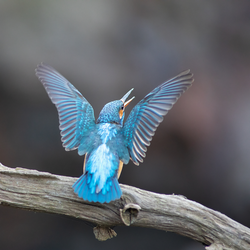 Anpfiff