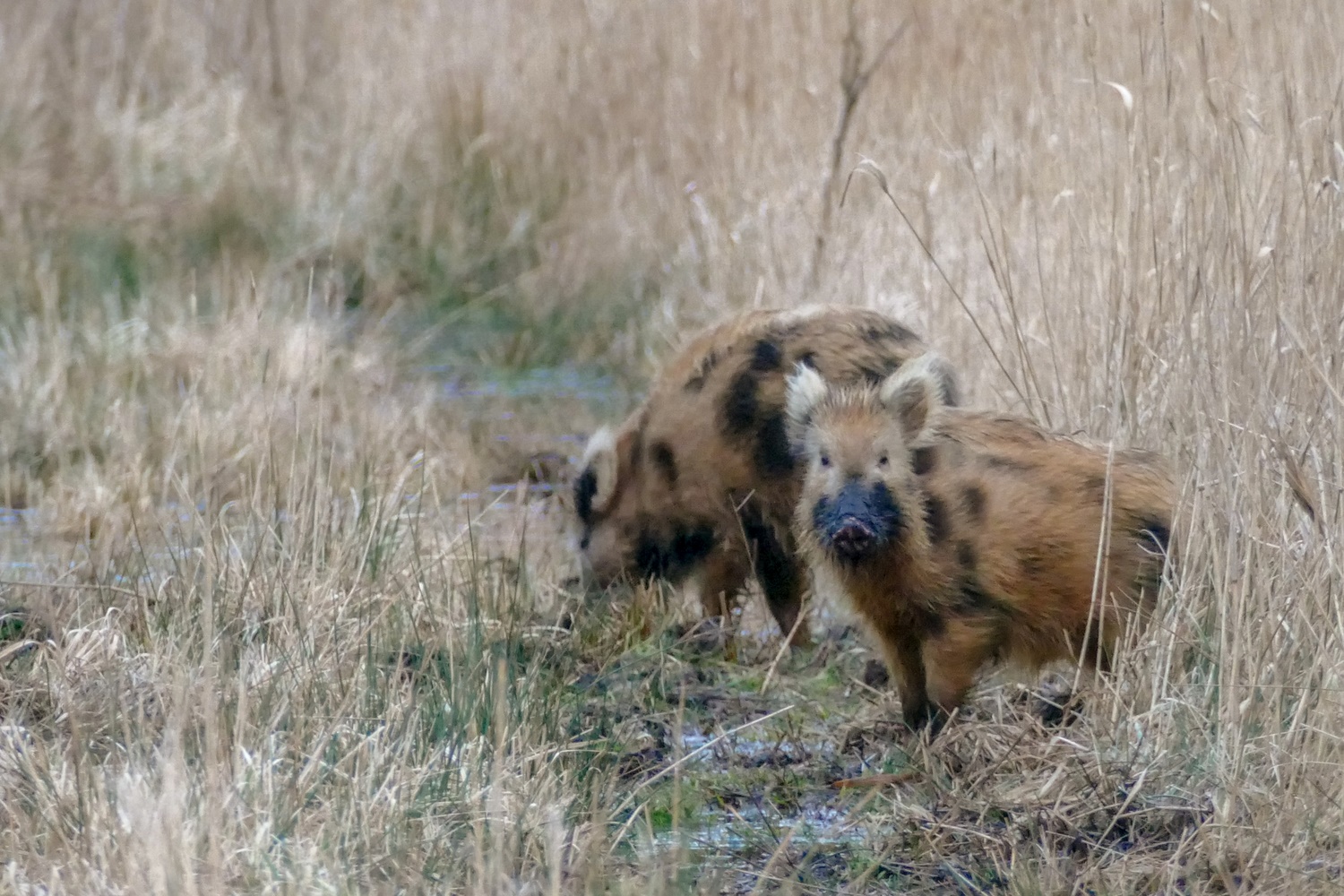 Tobiano Schweine