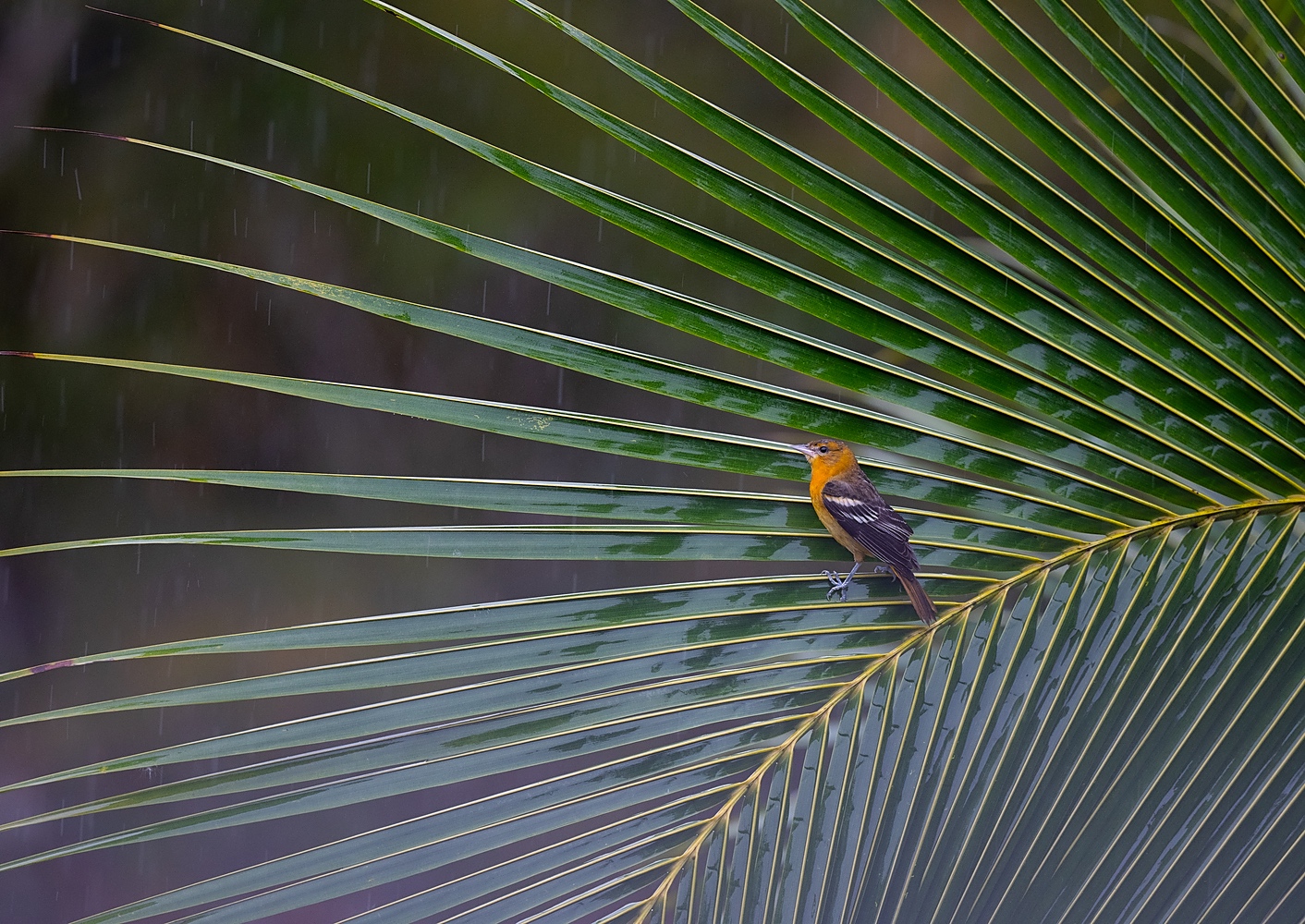 Palmvogel