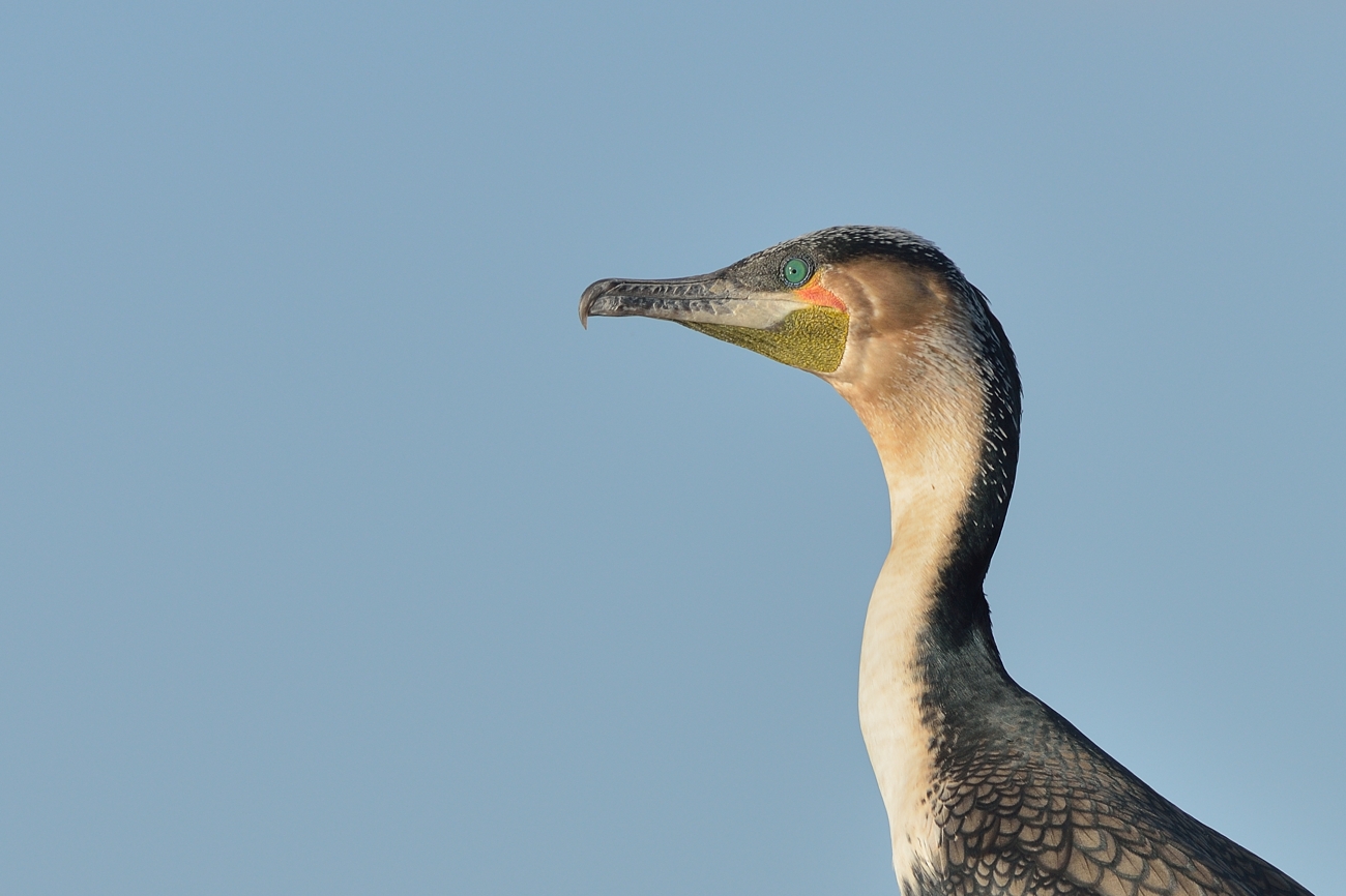 Weißbrustkormoran