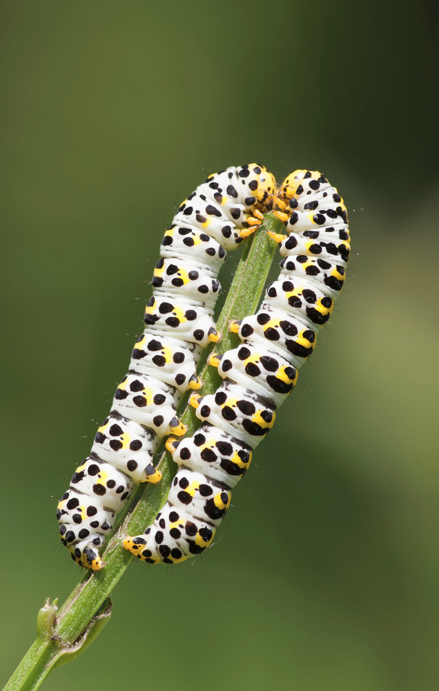 Raupen (Forum für Naturfotografen)