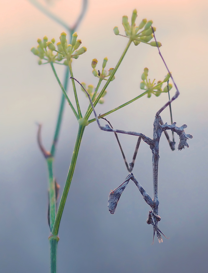 Haubenschrecke zur blauen Stunde