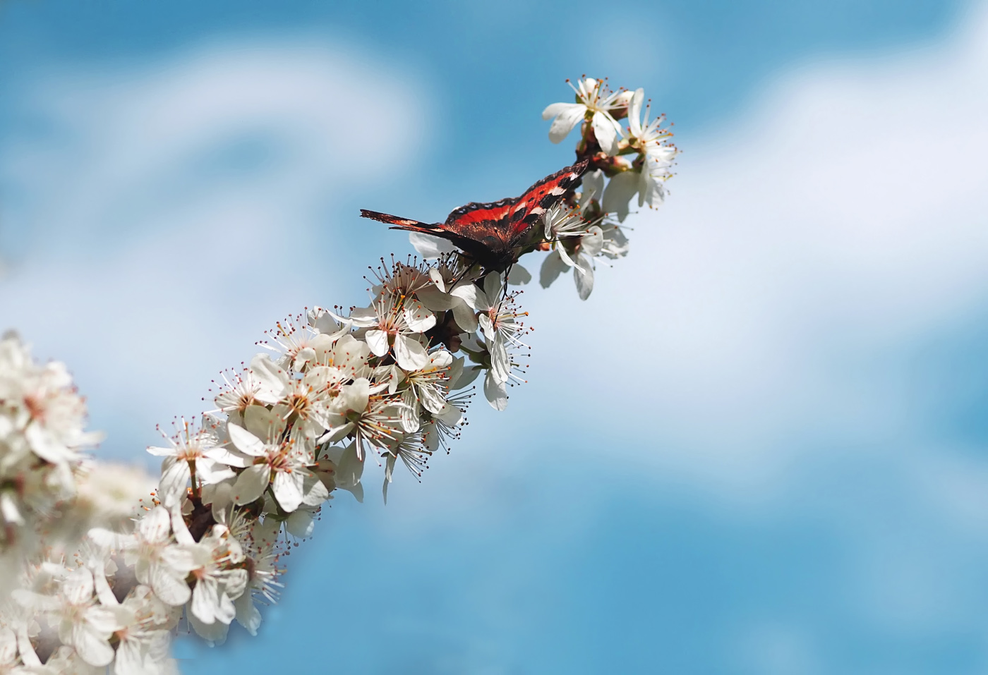 Schlehenblüte