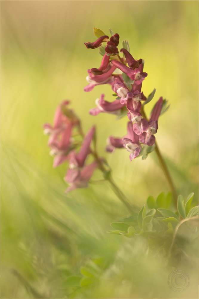 Festknolliger Lerchensporn (Corydalis solida)