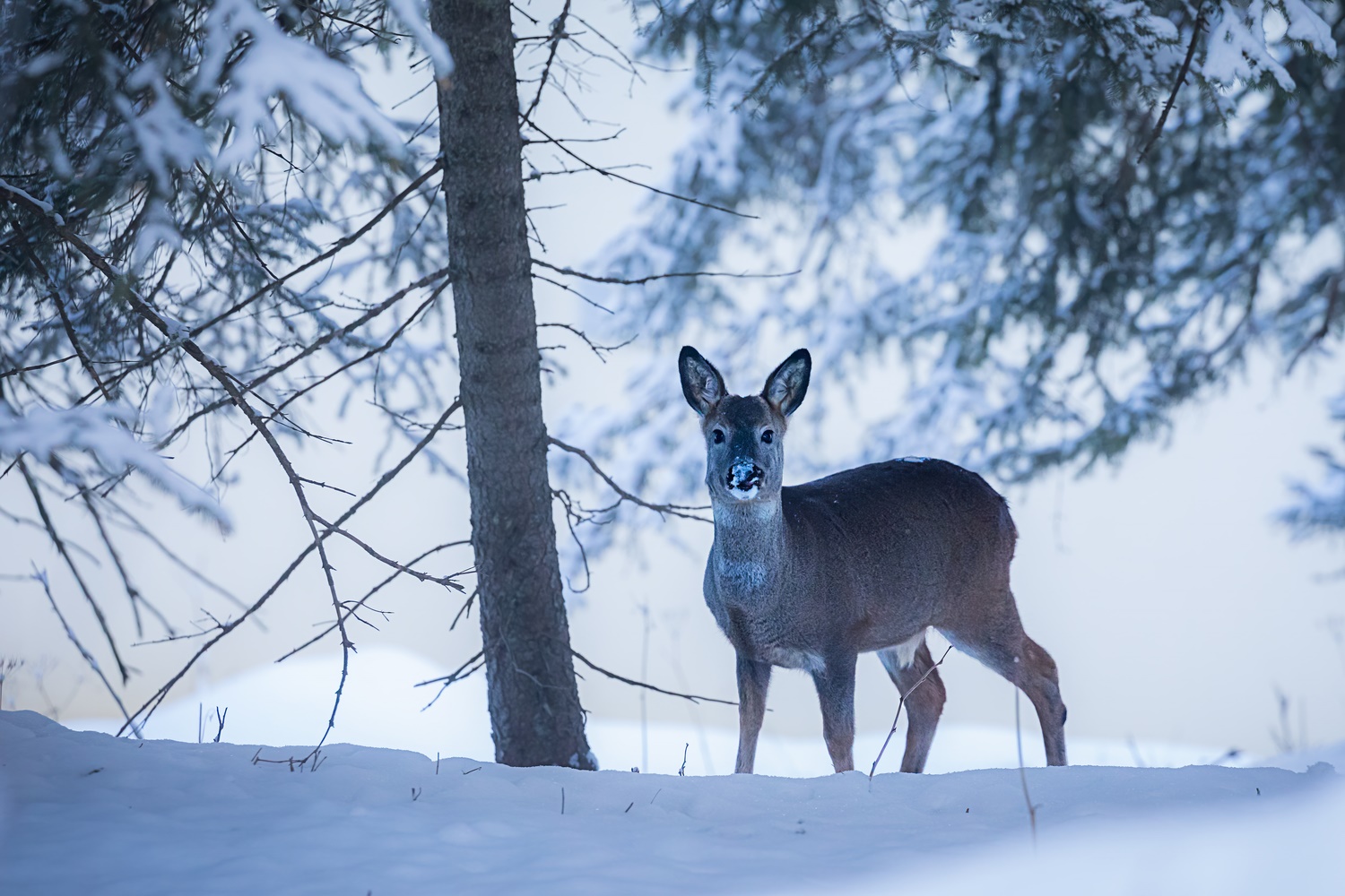 Winterliche Begegnung