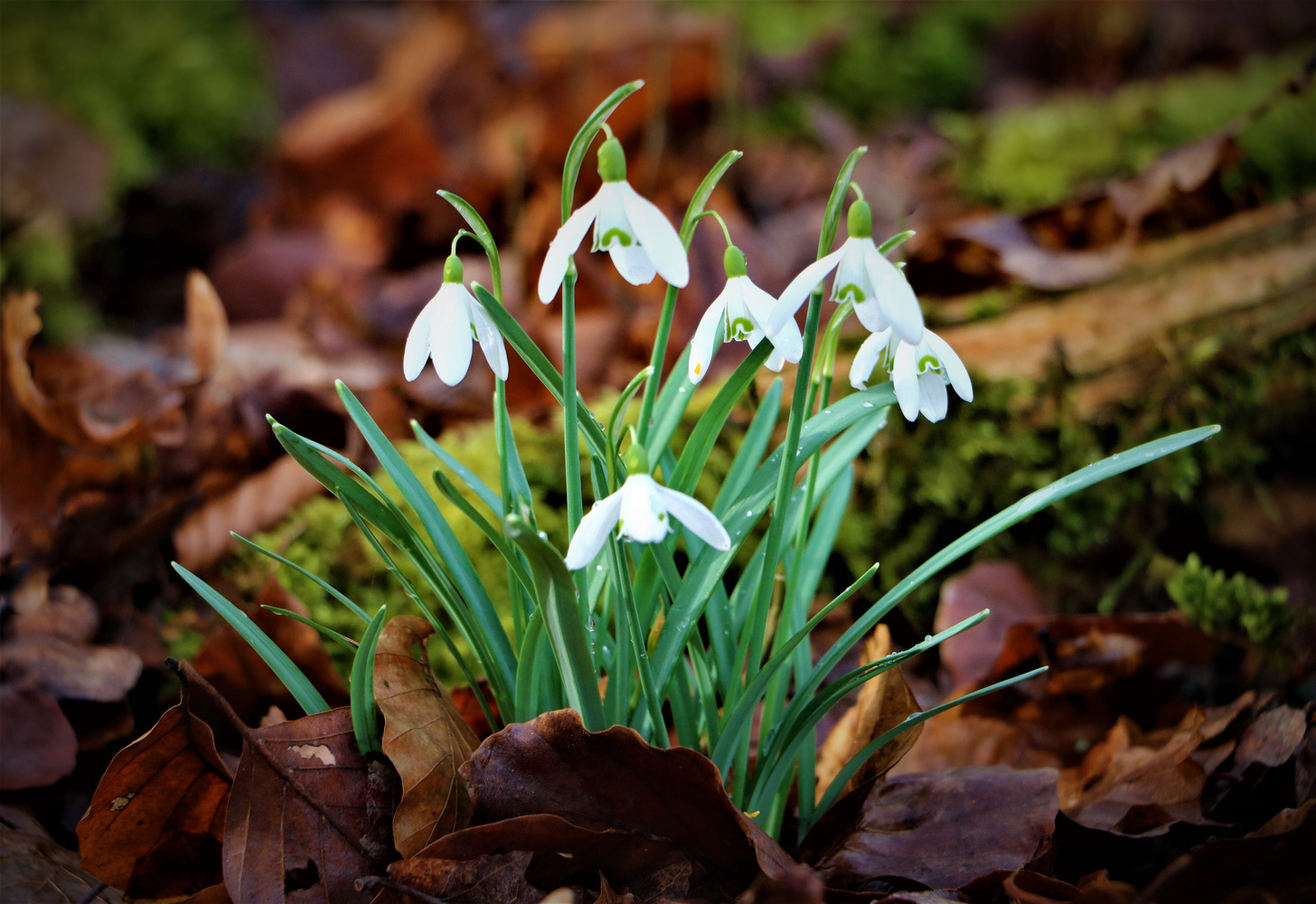 Galanthus (Forum für Naturfotografen)