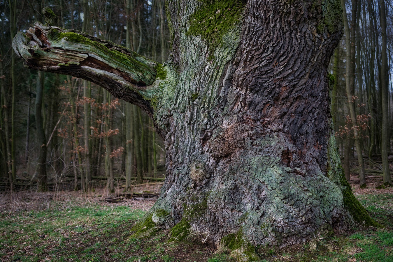 Stamm eines 350-Jährigen