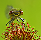 Libelle auf "Coronavirus"?;-)