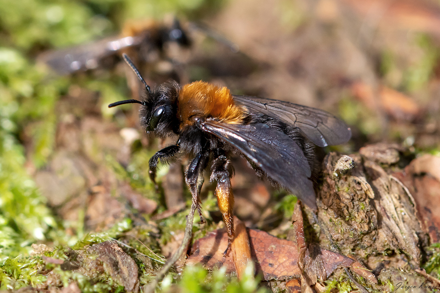 Zweifarbige Sandbiene (Andrena clarcella)