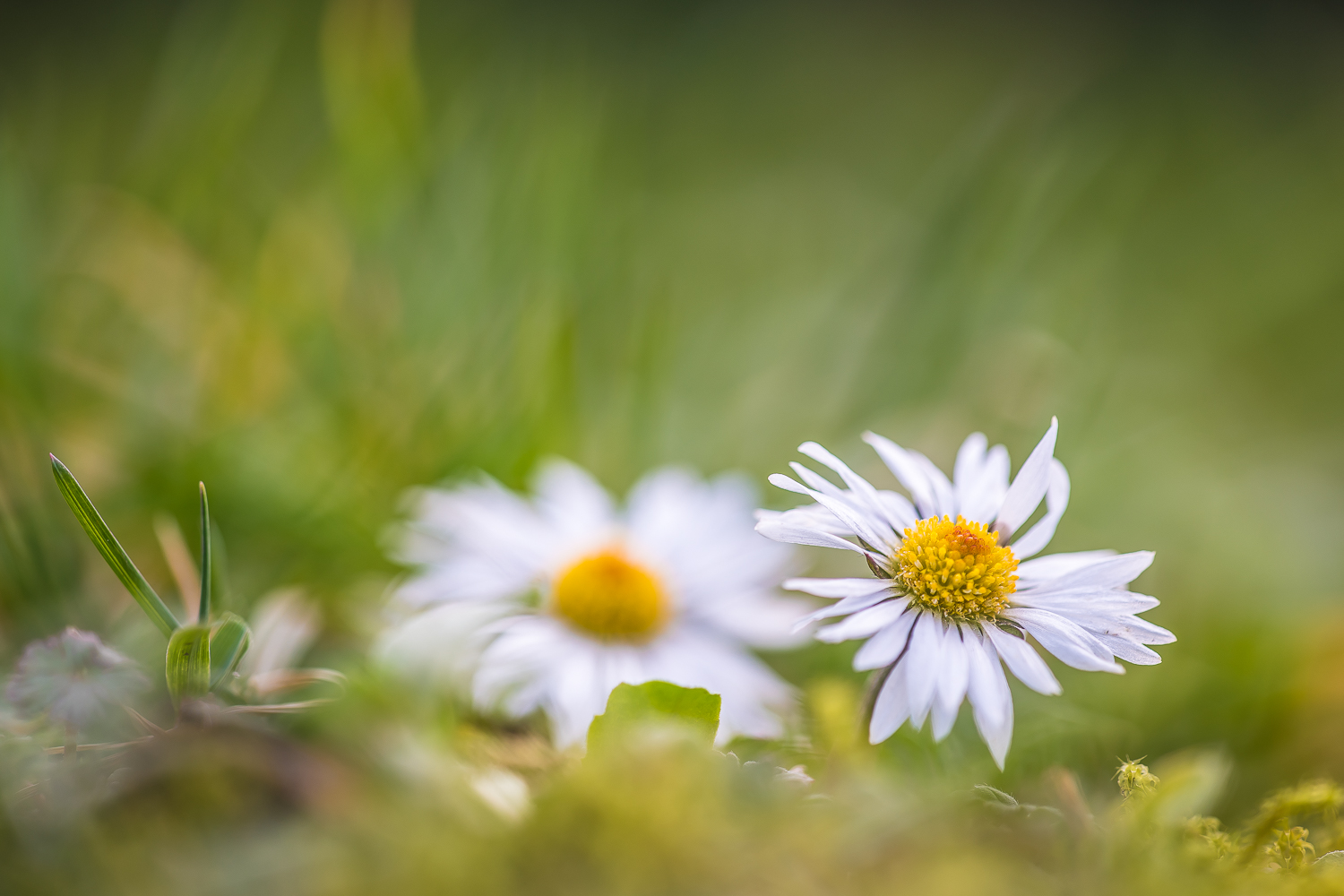 Gänseblümchen