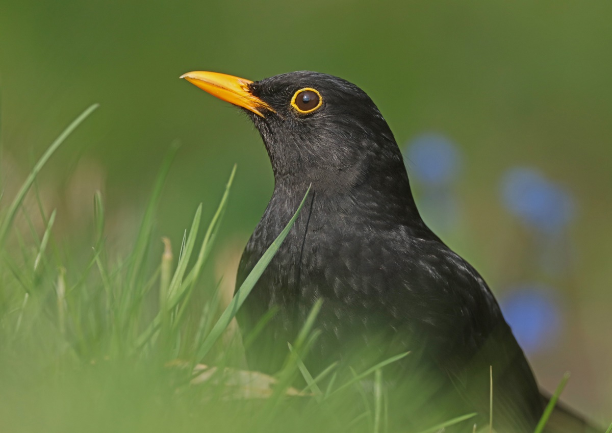 Charly Amsel..