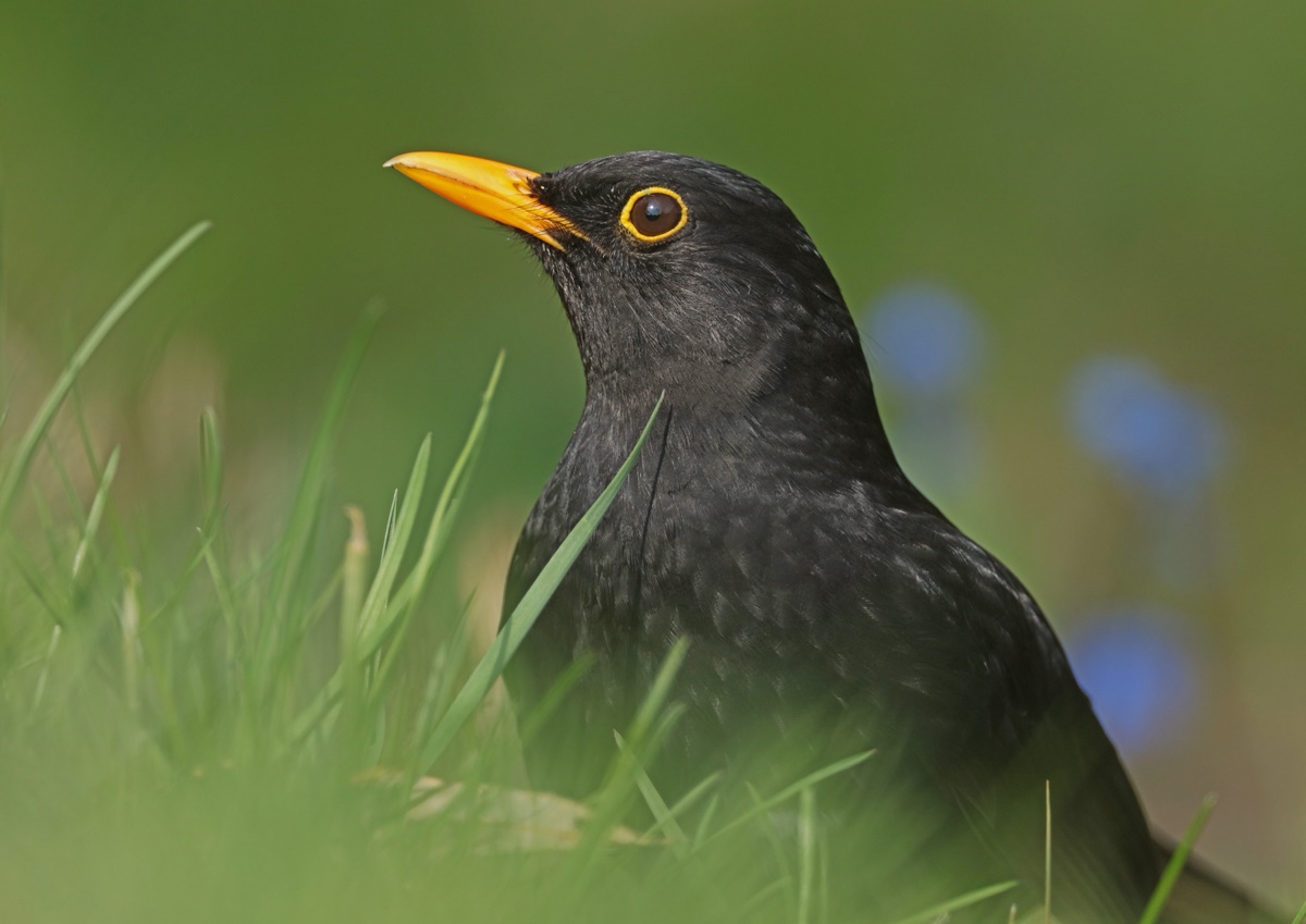 Charly Amsel..