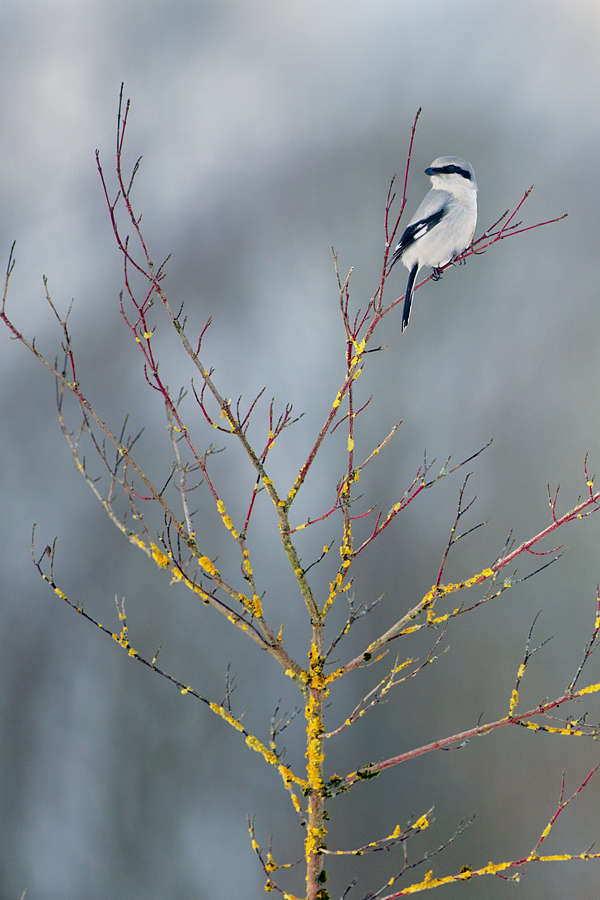 Ein seltener Wintergast