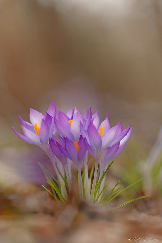 Frühling