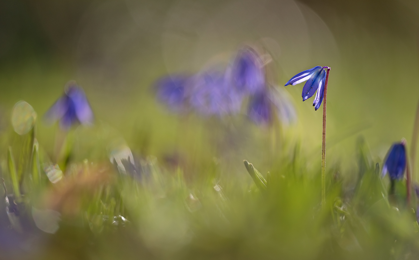 Hochbetrieb bei den Blausternchen