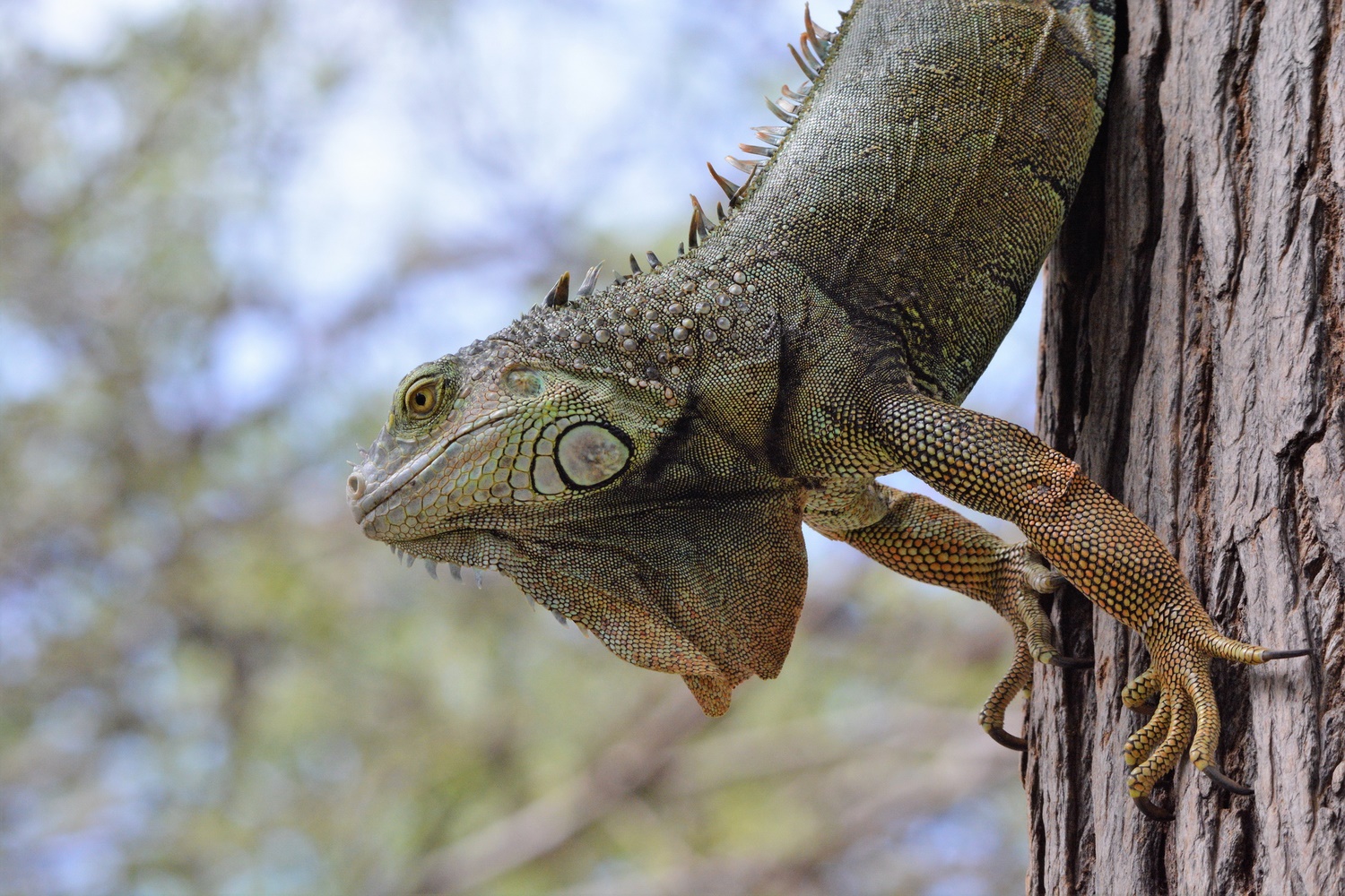 Iguana