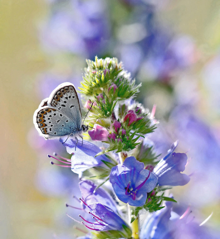 Plebejus argus