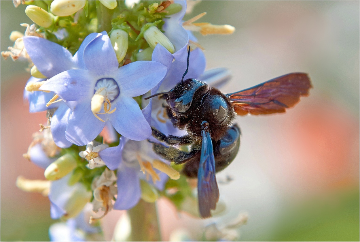 Blaue Holzbiene