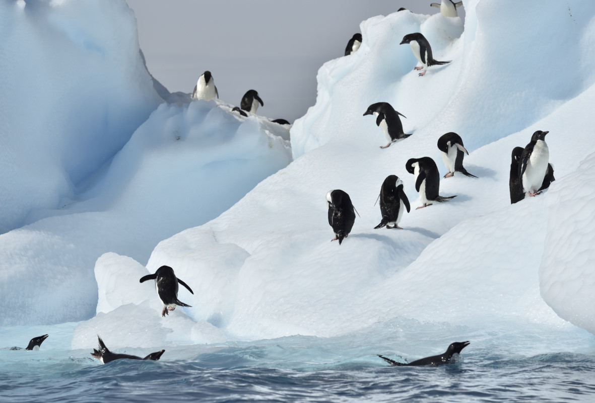 Den Pinguinen schmiltzt das Eis unter den Füßen weg...