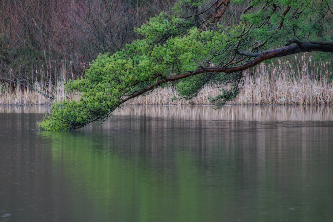 Ein nasser Morgen am Weiher