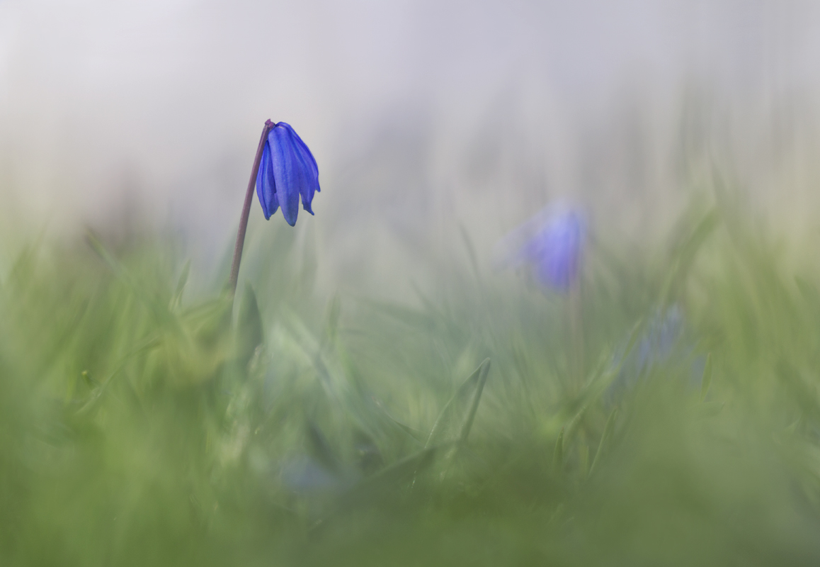 Blaustern, Teil ll
