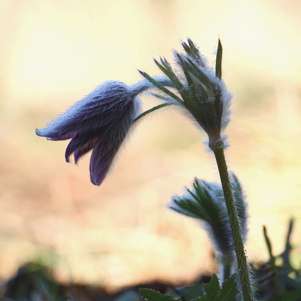 Blume im Schatten,