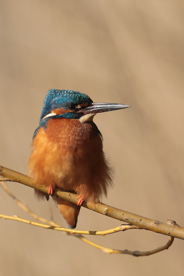 Eisvogel2020