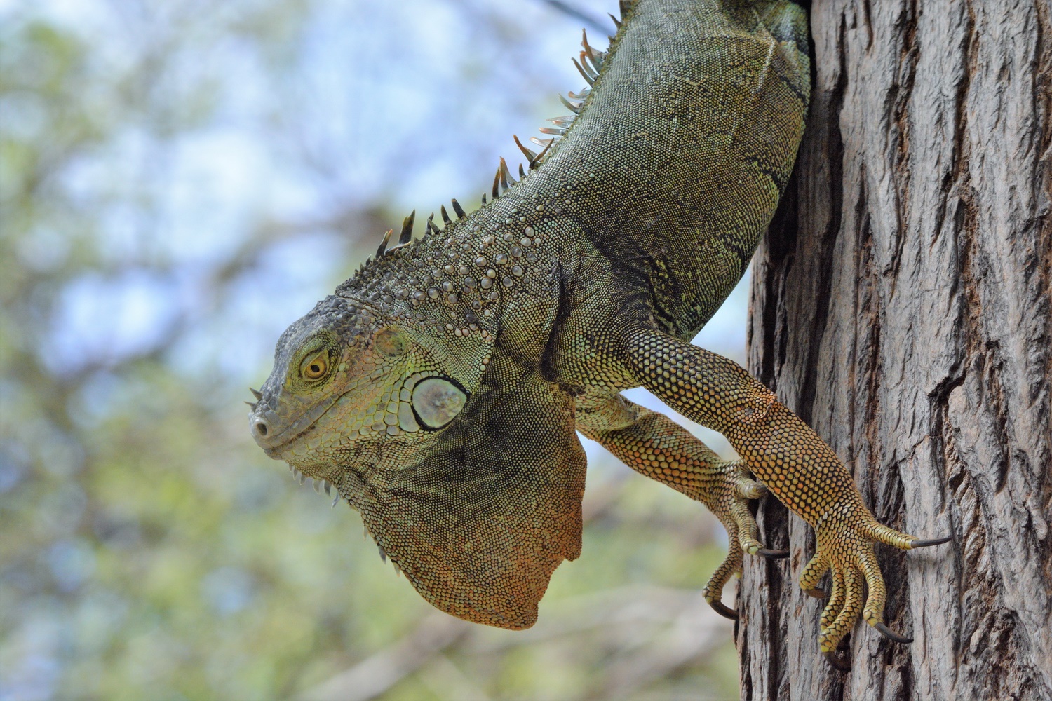 Iguana 2