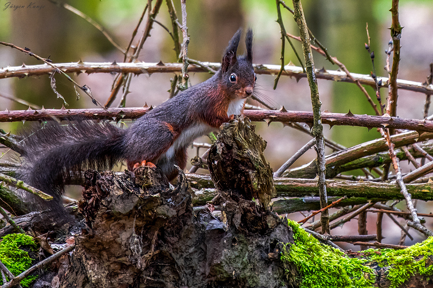 Eichhörnchen im Dornenwald