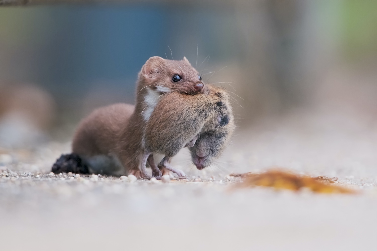 Wiesel & Maus