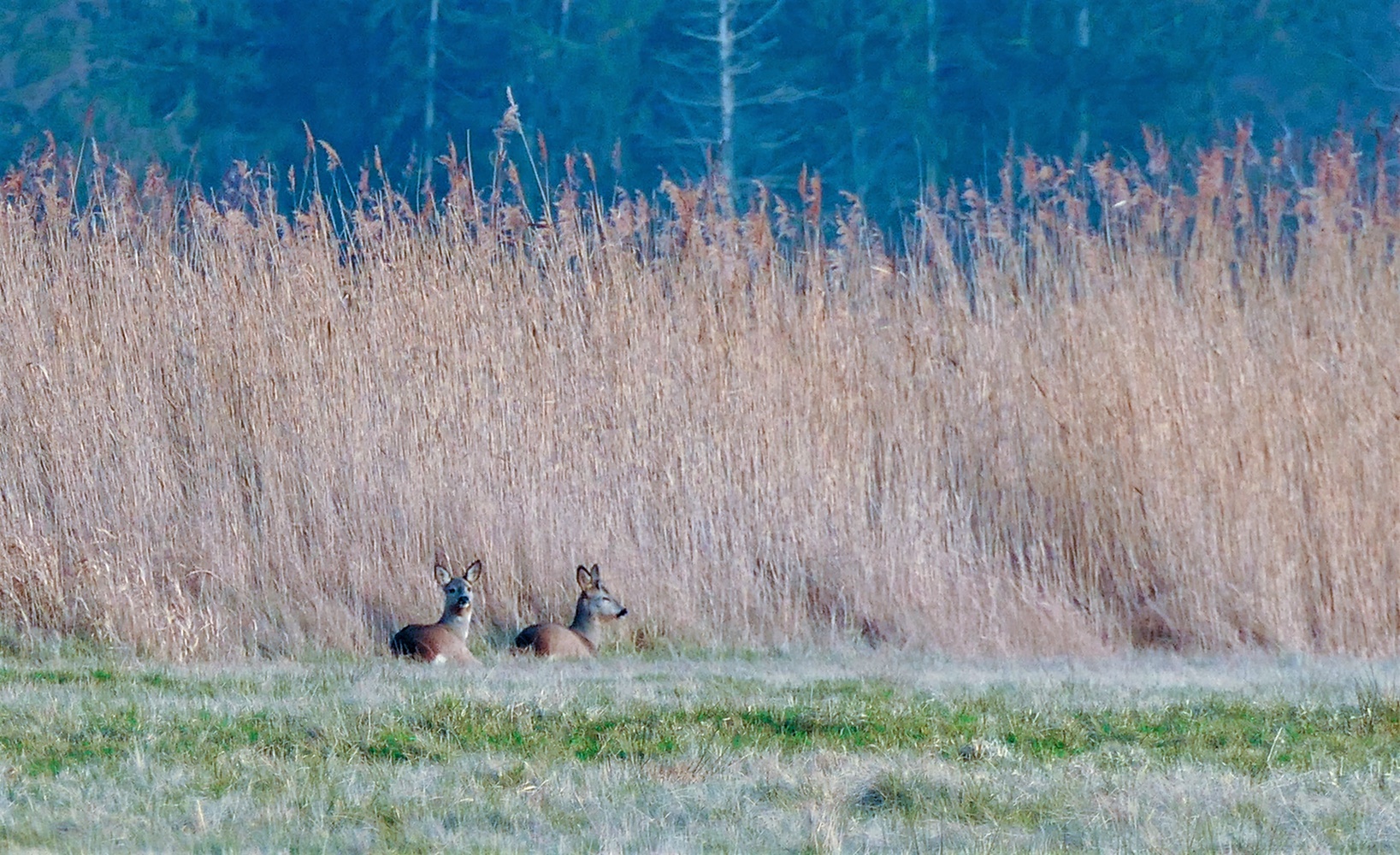 Relaxen in der Nachmittagsonne