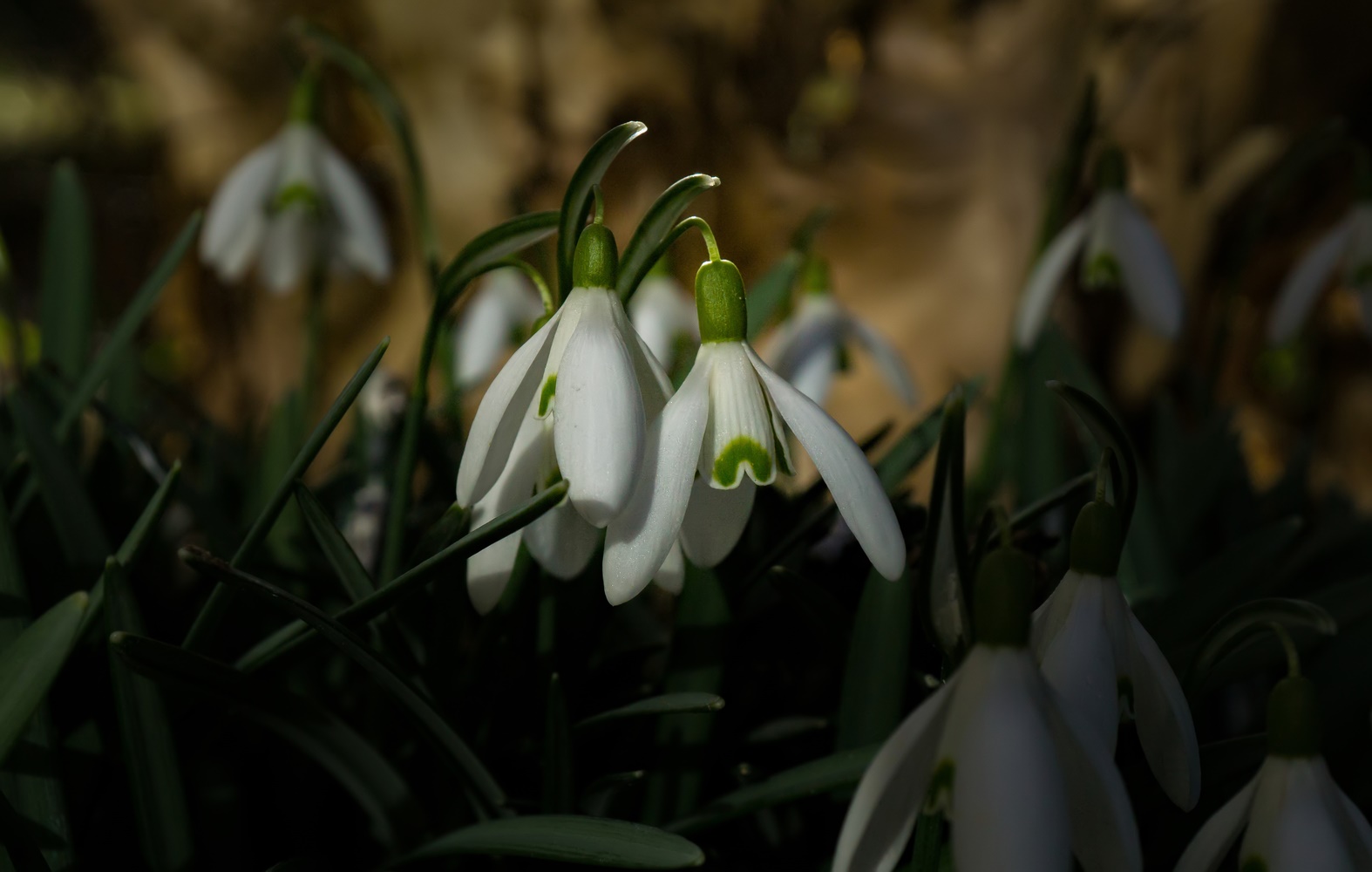 Der Frühling lässt grüßen!