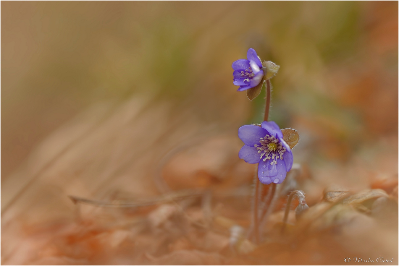 Leberblümchen (Hepatica nobilis)