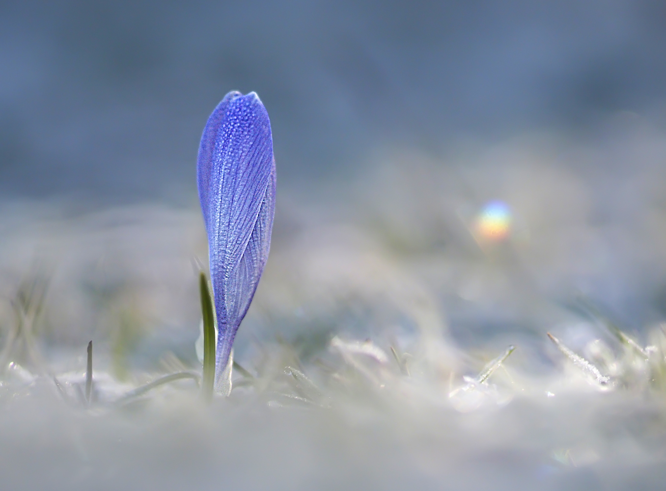 Punkt-Regenbogen mit Krokus.