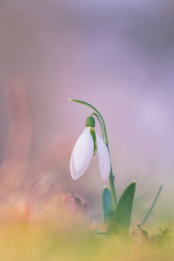 Schneeglöckchen