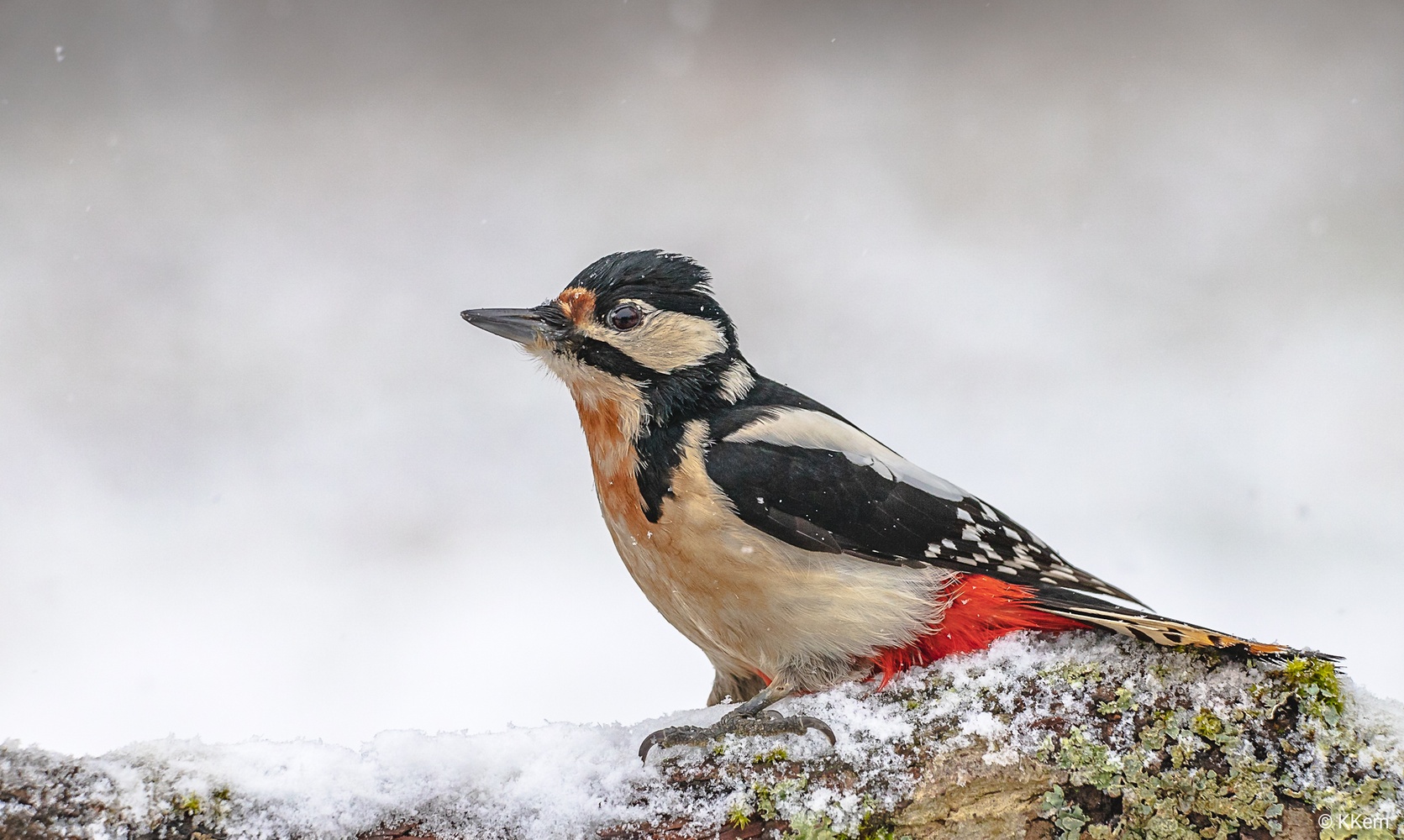 Buntspecht bei Schneefall