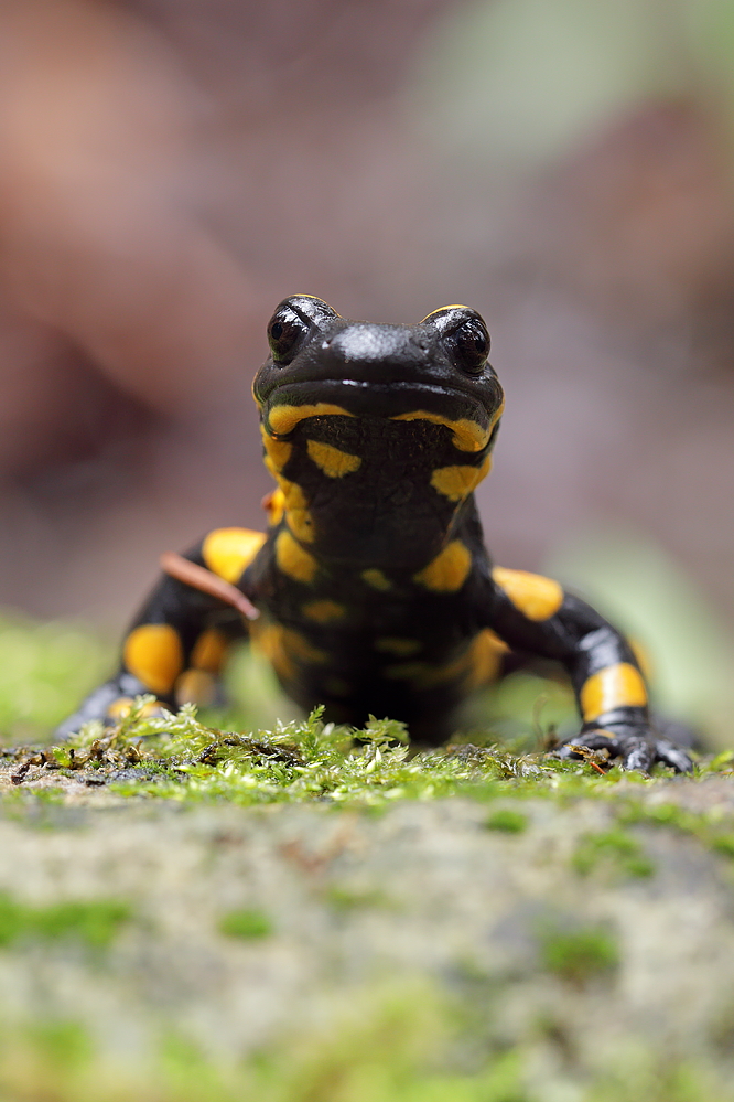 Feuersalamander (Forum Fr Naturfotografen)
