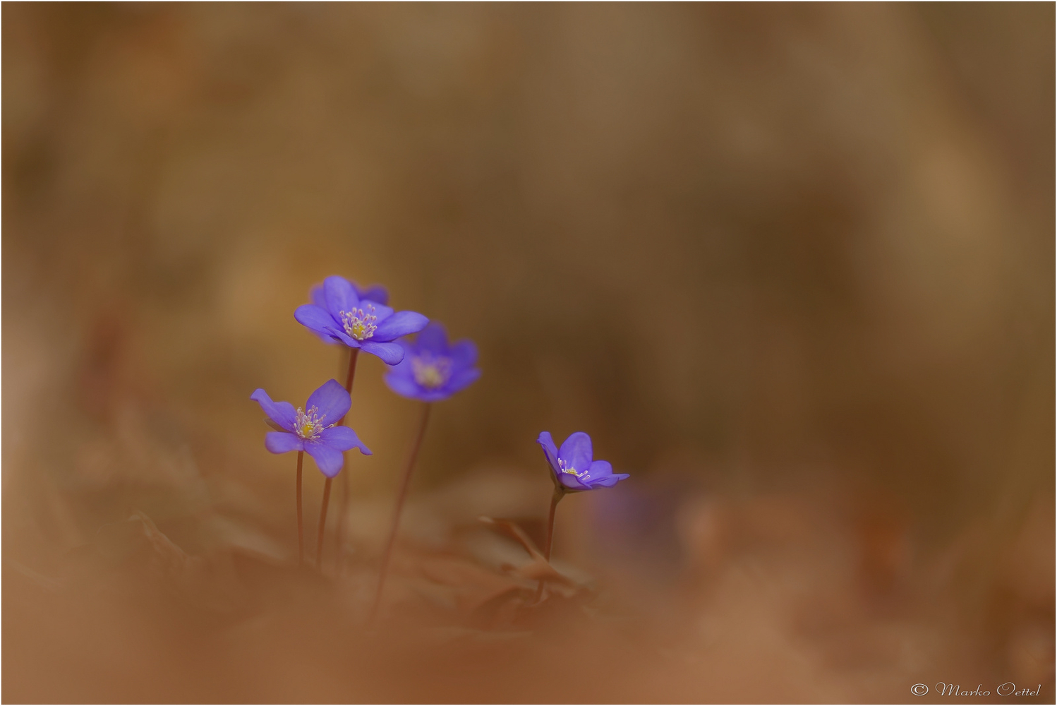 Leberblümchen (Hepatica nobilis)
