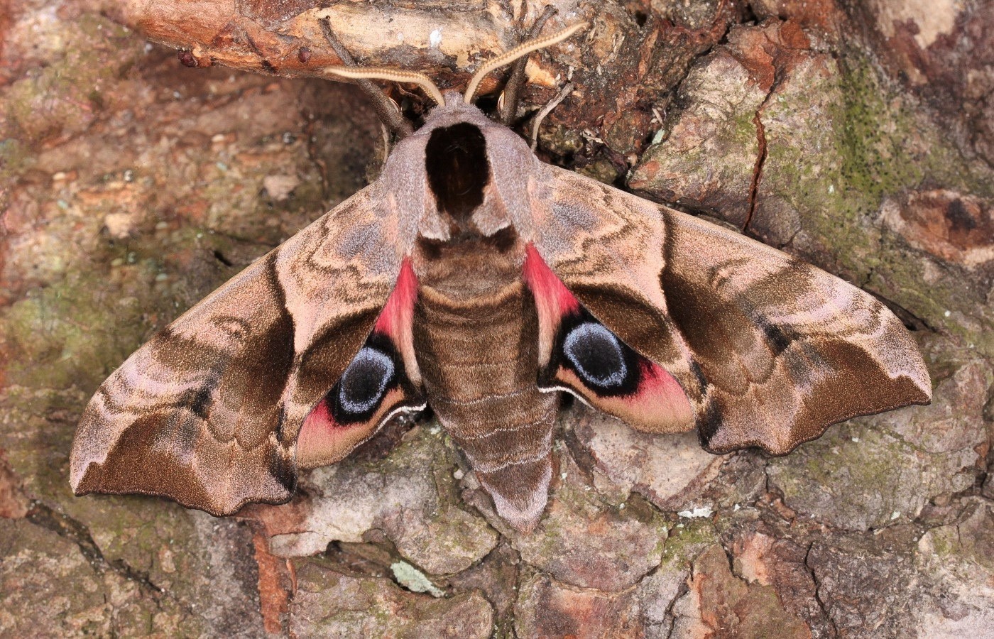 Smerinthus ocellata