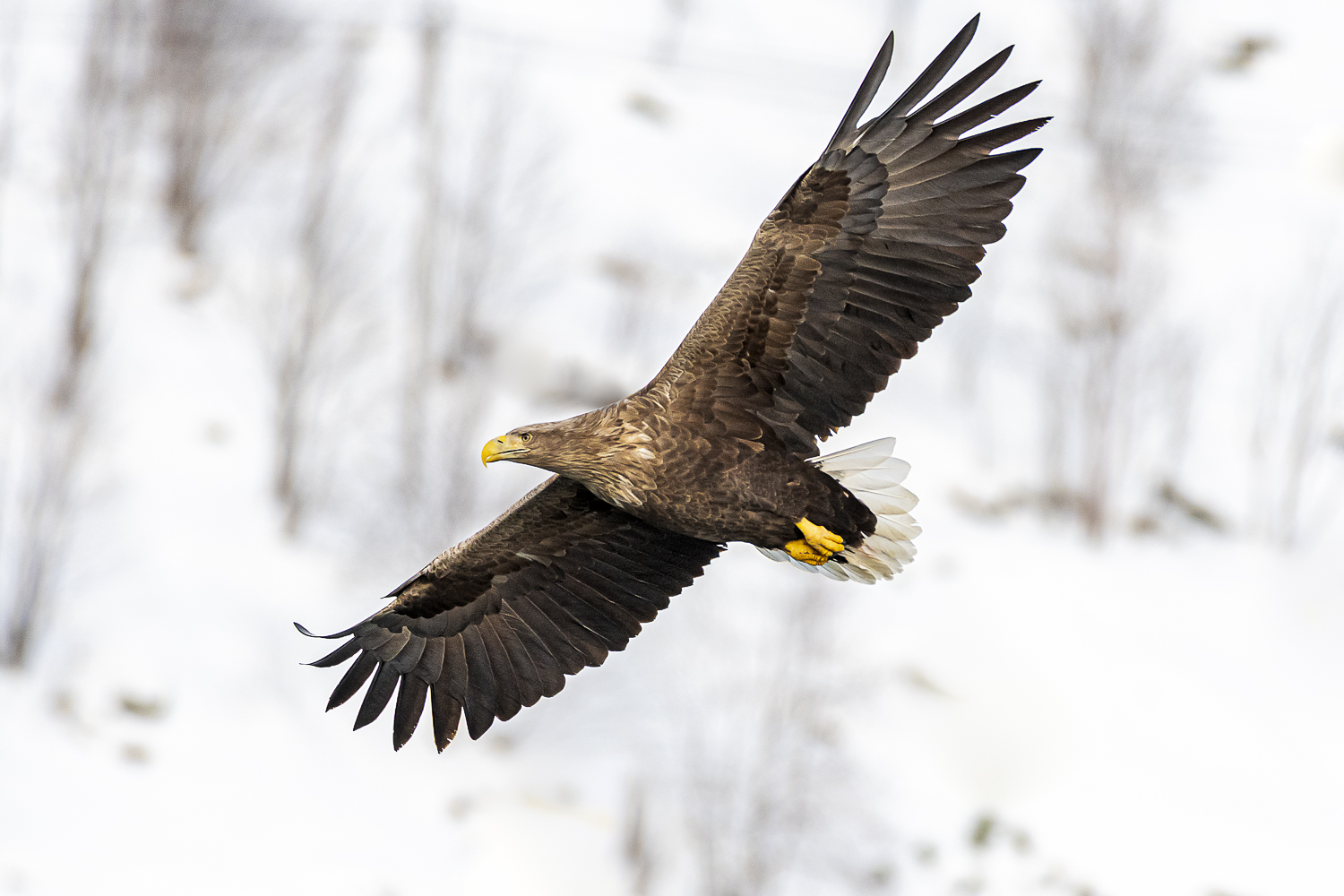 Seeadler